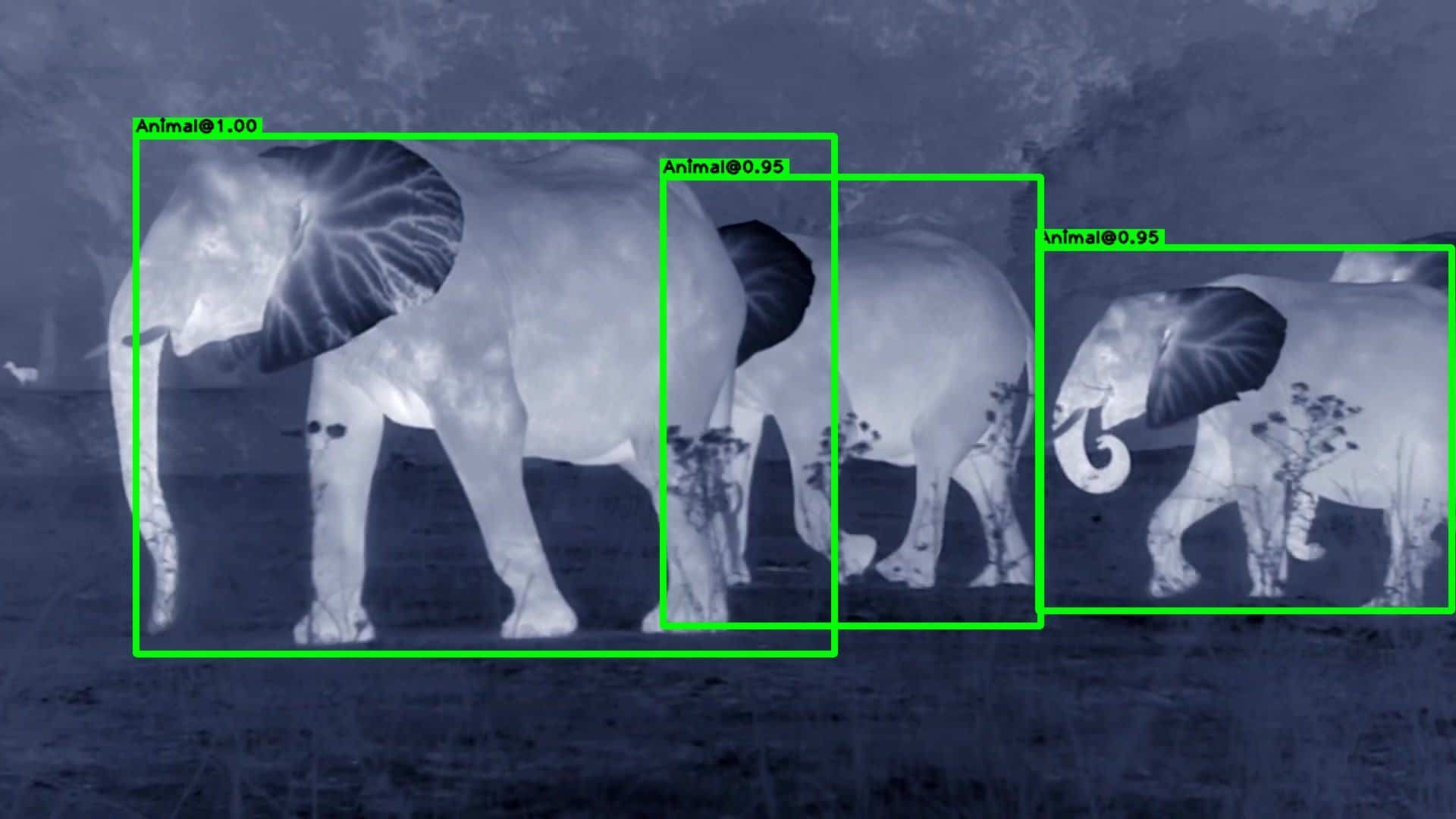 Animal Deterrent System